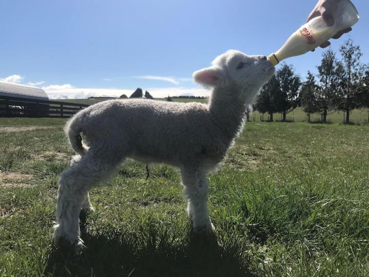 Shearvue Farmstay With Optional Free Farm Experience At 5Pm Fairlie Eksteriør bilde