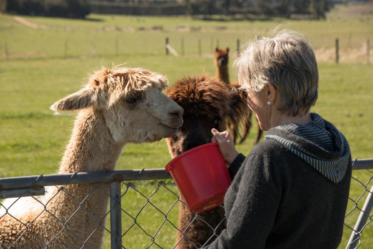 Shearvue Farmstay With Optional Free Farm Experience At 5Pm Fairlie Eksteriør bilde